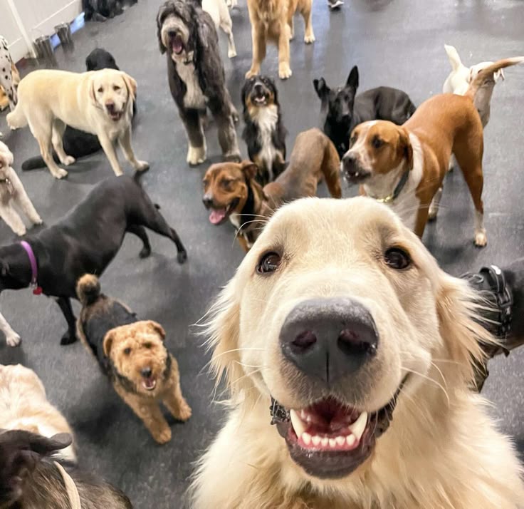 Best 10 Doggy Day Cares in Dallas City