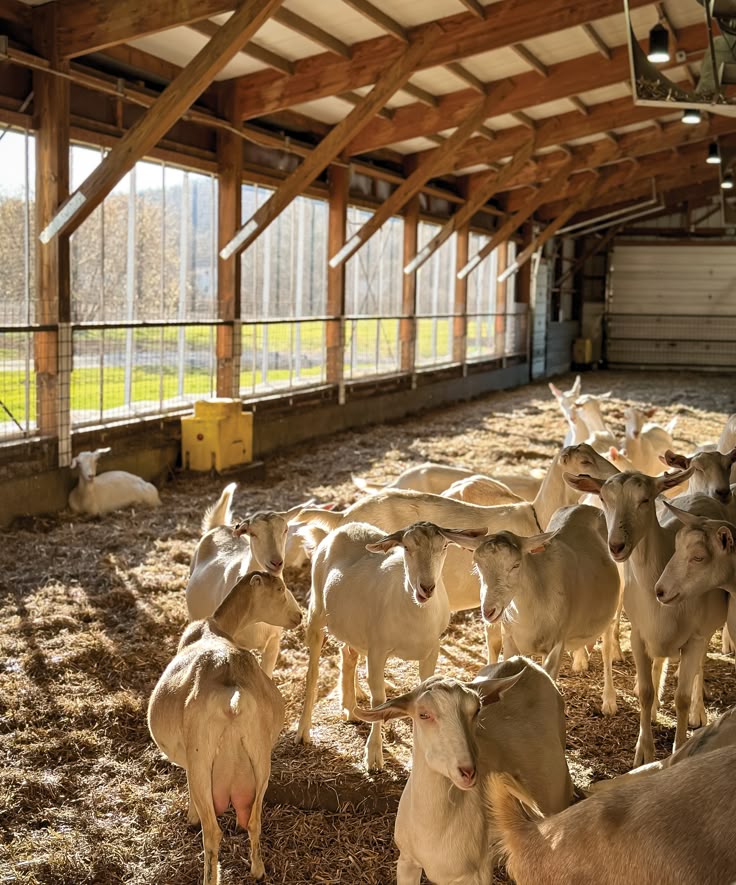 TOP 10 Livestock in New York City