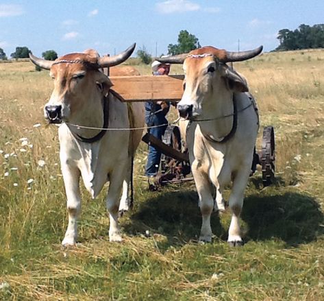 Top 10 Livestock in Dallas