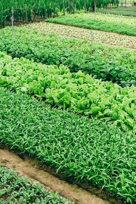 Top 10 Organic Farming in Los Angeles