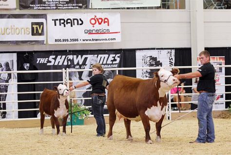 TOP 10 Livestock in Los Angeles