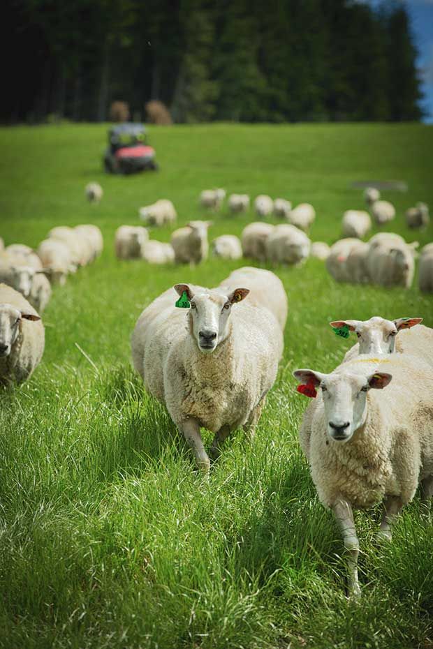 Best 10 Livestock in Philadelphia