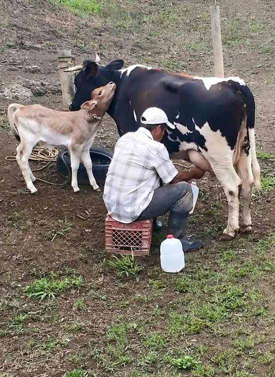 Top 10 Dairy Farming in Columbus