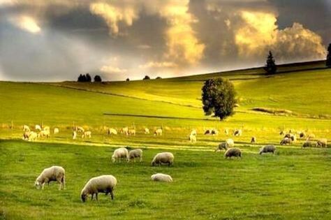 Top 10 Livestock in Washington
