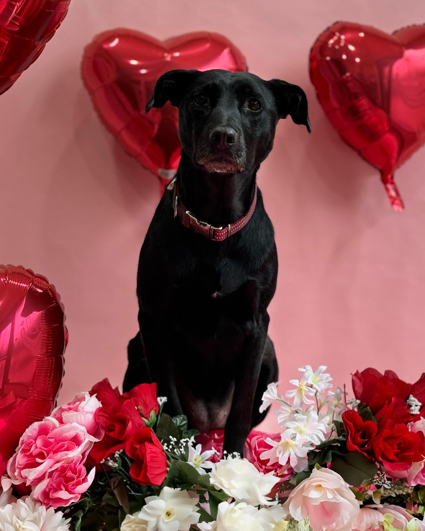 NYC Pet Services