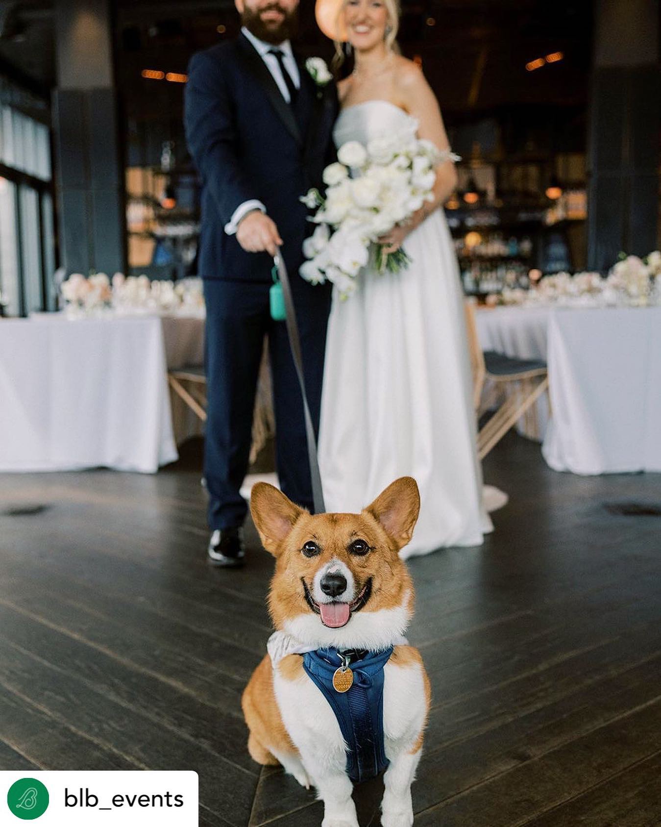 Pawfect Day